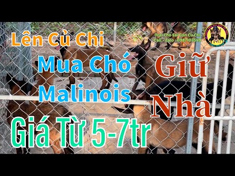 Video: Giống chó nhỏ làm chó canh gác tốt