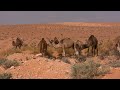 Video Of Dromedary Animals - Free Stock Creative Commons Video