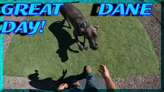 Work from home! Taking care of dogs, and it was a GREAT DANE DAY! #dogboarding #vlog