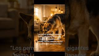 “No le des la misma comida a todos los perros 🐶 (Error que cometen el 90%)”