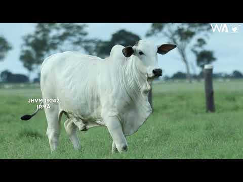 LOTE 15 - JHVM 19212 - 3º LEILÃO TERRA BRAVA, CAMPARINO E GENÉTICA ADITIVA - EXPOZEBU 2021