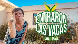 SE METIÓ UNA VACA AL HUERTO | Perdidas y un #TourDeHuerta que nos recuerda todo lo que hemos hecho