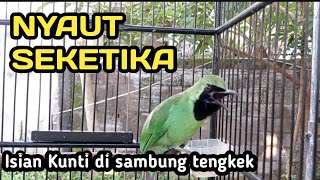 Nyaut seketika!! Cucak ijo ijo isian kunti disambung tengkek udang