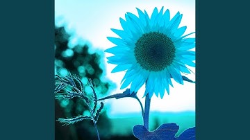 Pulsating Moods for Sure Visions