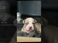 👑PRINCE👑 #love #shorts #viral #cute #money #youtubeshorts #family #trending #fyp #americanbully #dog