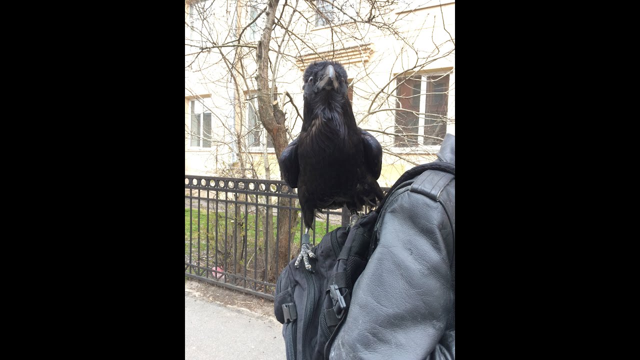 Клички ворон. Прогулка с вараном по улице. Прогулка в городе с ручным вороном. Ворона по имени. Ворона по имени Тоша.