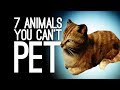 7 Animals You Can’t Pet Because I Guess The Game Hates You