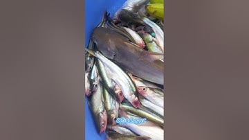 #Shorts / Câu mồi độc cá hú cá xác sọc cá dứa nó khoái lắm miền tây sông nước #KiềmRapper