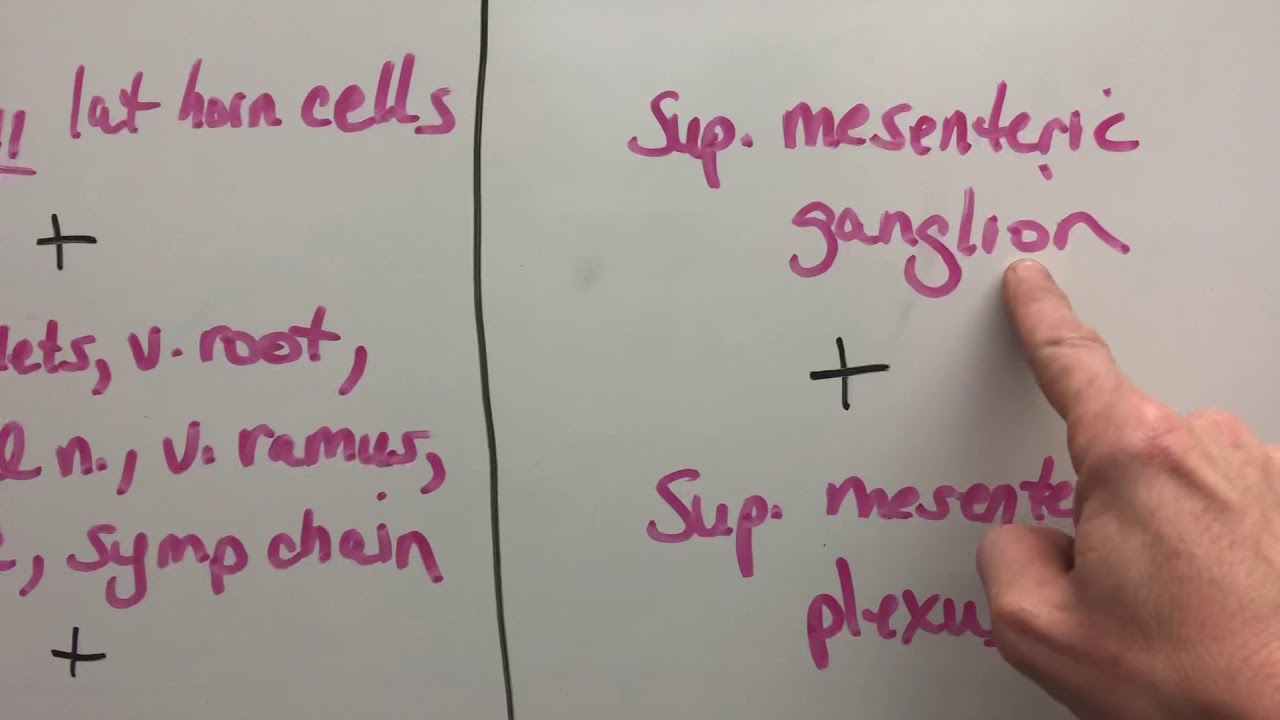 DOOLEY NOTED: Gut anatomy breakdown