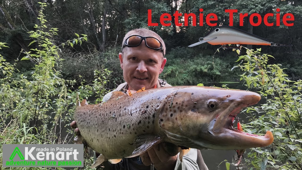 Troć we wrześniu.  Szukanie troci na niskiej wodzie !