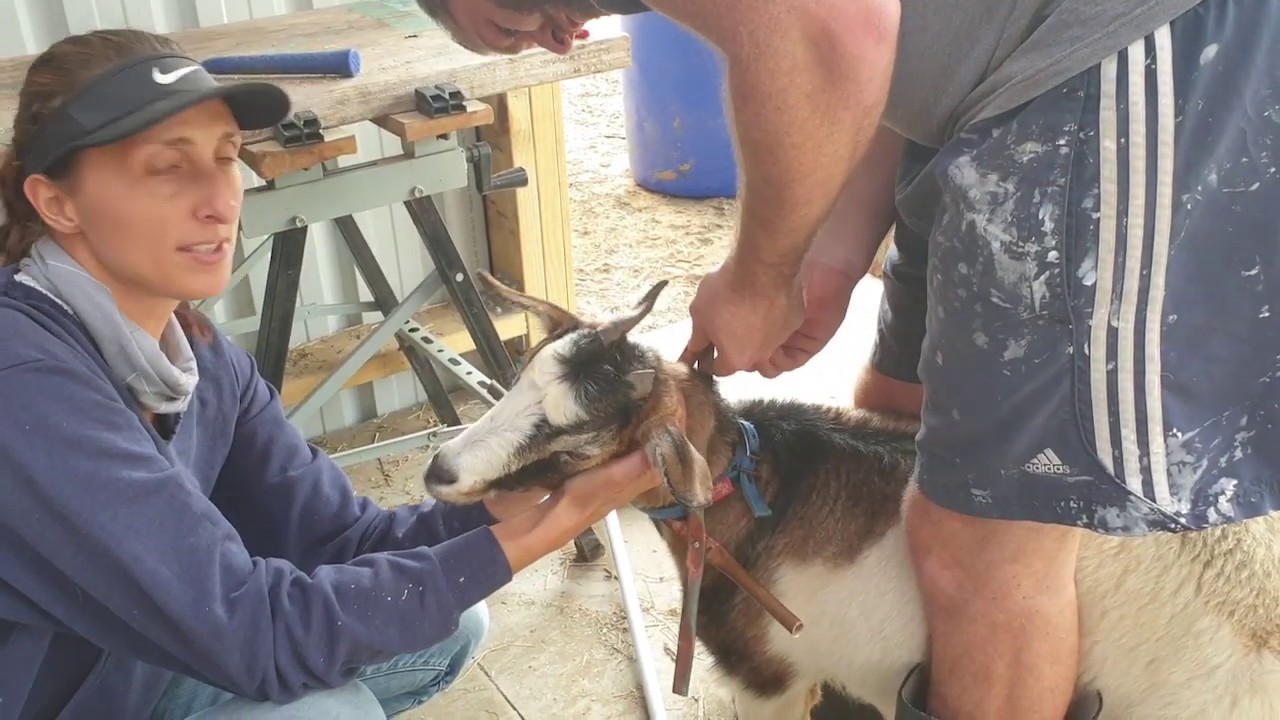 How To Stop Goats Going Through Fences - Goat Neck Thing!