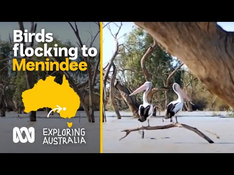 Hundreds of bird species return as Menindee lakes finally refill | ABC Australia