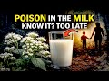 Poison in the Milk: Why This Beautiful Plant Killed Entire Towns