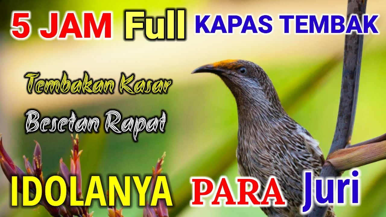 5 JAM FULL BESETAN KAPAS TEMBAK || IDOLANYA PARA JURI