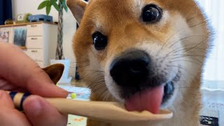 柴犬が律儀に、ちゅーるの順番待ちをする様子がかわいい。