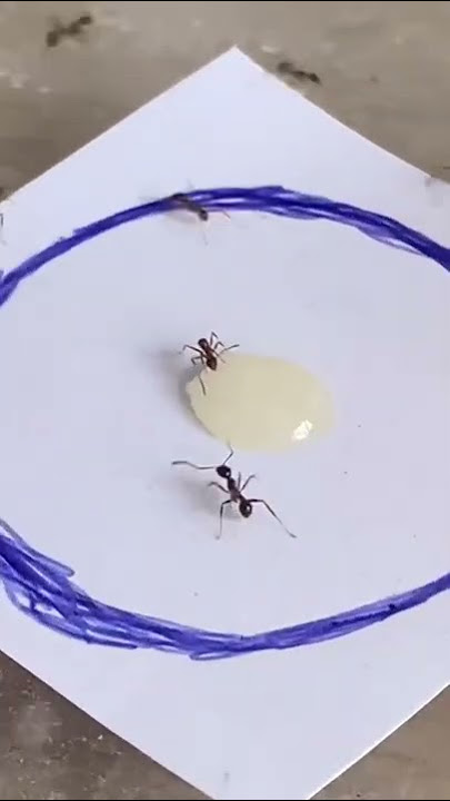 Tricking my pet ants 🐜