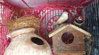 Mutation Finch breeder pair | Nesting 🪹 complete
