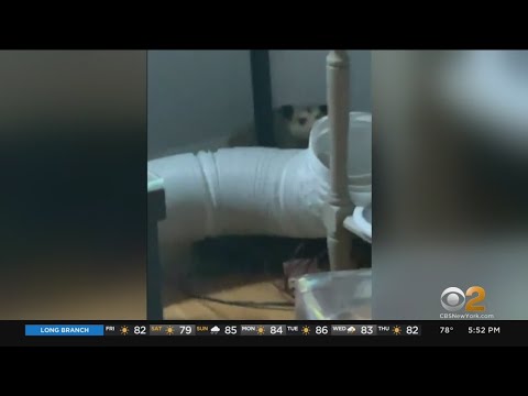 NYPD Officers Help Remove Possum From Home In Queens