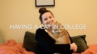 Getting a New Cat & Bringing a Cat to College