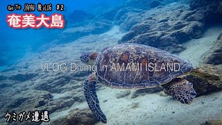 奄美大島の旅２【感動】ダイビングでウミガメ遭遇、海の美しさがやばすぎた