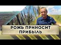 Рожь приносит прибыль