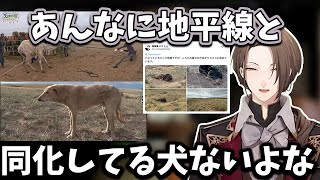 【2025/8/30】バズったモンゴル犬や番犬などモンゴルロケの話をする加賀美ハヤト