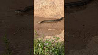 Incredible Close-Up of a Garter Snake 🐍🔥 #shorts #viral