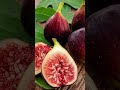 Anjeer plant's available here. starting farming minimum 1 acre.