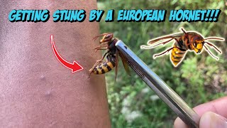 Getting Stung By A European Hornet!!!