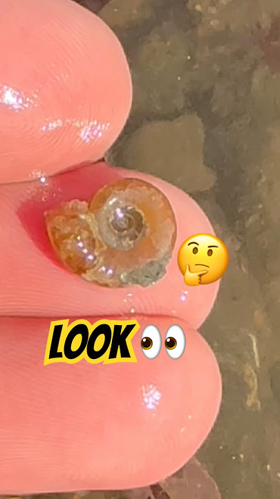 Teeny-Weeny😮 Fossil ⁉️Surprise 💫#beachfinds#fossilhunting#fossilhunting