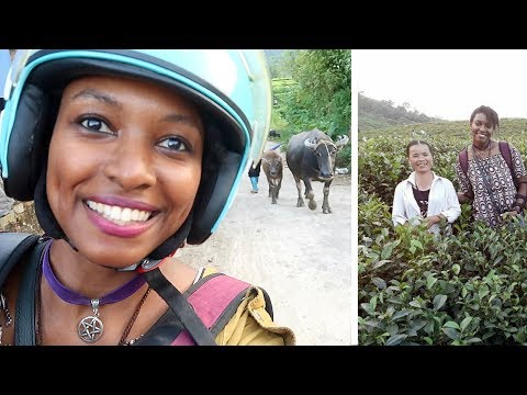 Beautiful Tea Fields in Vietnam | Cửa Tử (Đại Từ, Thái Nguyên) | Travel Vietnam | charlycheer