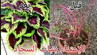 نبات السجاد او الكاليوسcoleus من نباتات الزينة المنزلية  نصائح وطرق العناية به للحصول على نبتة زينة