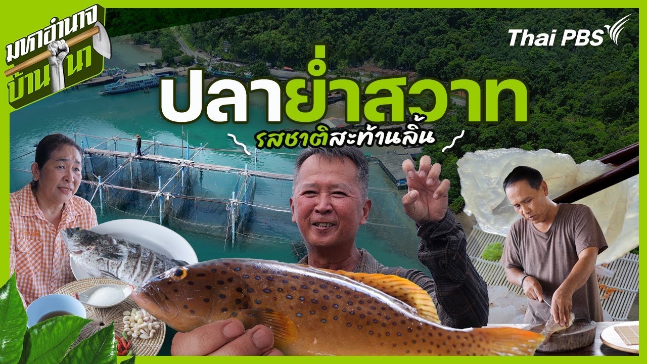 ปลาย่ำสวาท รสชาติสะท้านลิ้น | มหาอำนาจบ้านนา