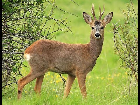 deer sounds deer sounds