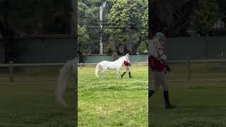 Love an unbroken pony #horse #ponymalta #equestrian #equestrianjourney #horsegirl #pony #ponyriding