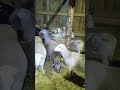 Катумские овцы и баран
