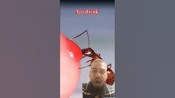 Ant Drinks Red Nectar From Human Finger! 🐜🔥 #shorts