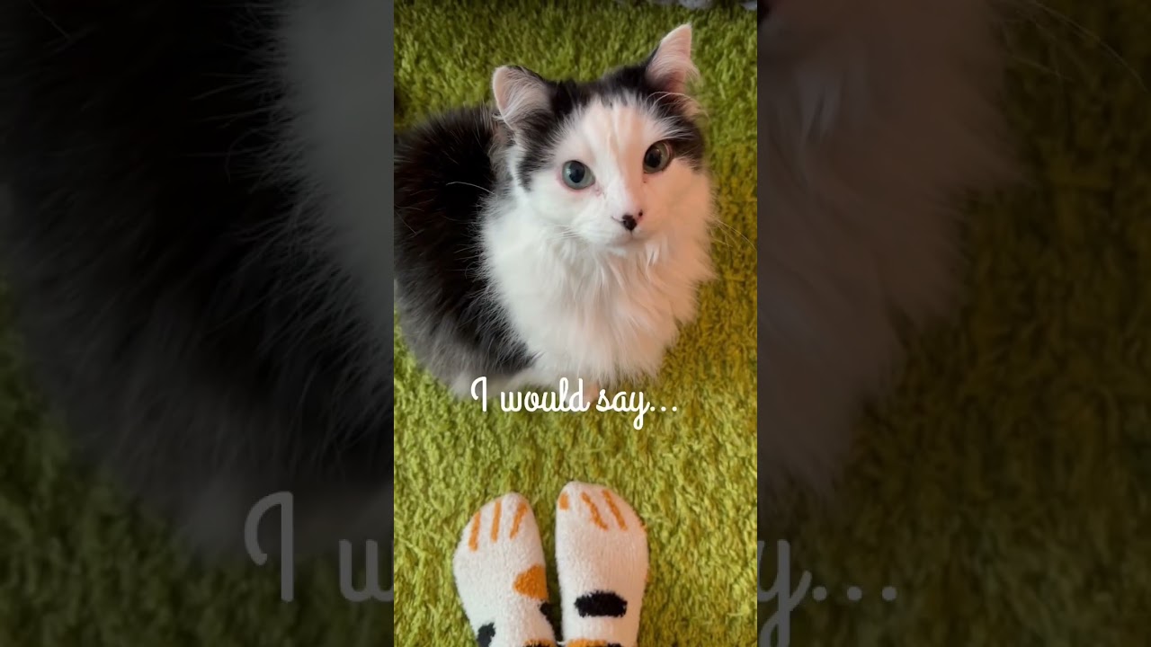 How would you describe your cat?!