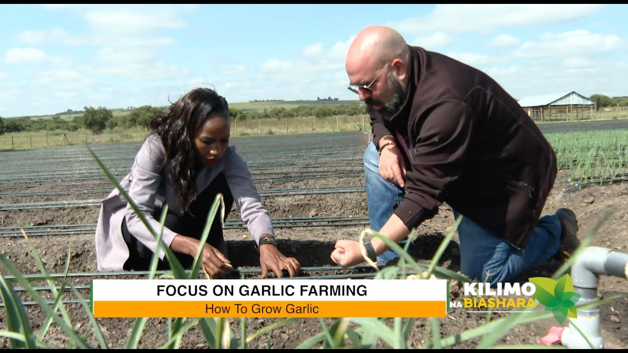 Сельское хозяйство и бизнес | Выращивание чеснока