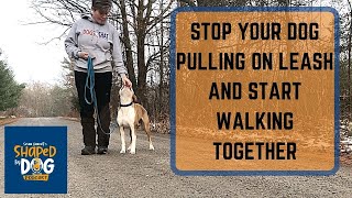 Stop Your Dog Pulling on Leash and Start Walking Together #53
