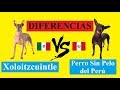 Diferencias Entre el Xoloitzcuintle y el Perro Sin Pelo del Perú の動画、YouTube動画。