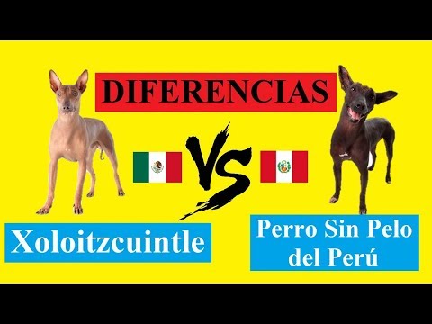 Video: Cómo tratar la piel del perro con picazón