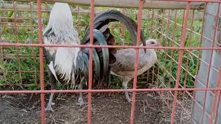 Grey to Grey Harold Brown Grey Broodstag single mate to Hulsey Grey pullet