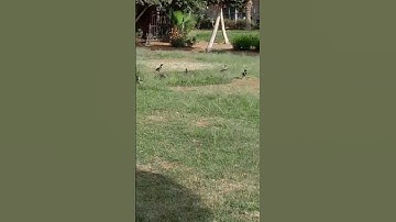 سورة الحشر الشيخ الطبلاوى