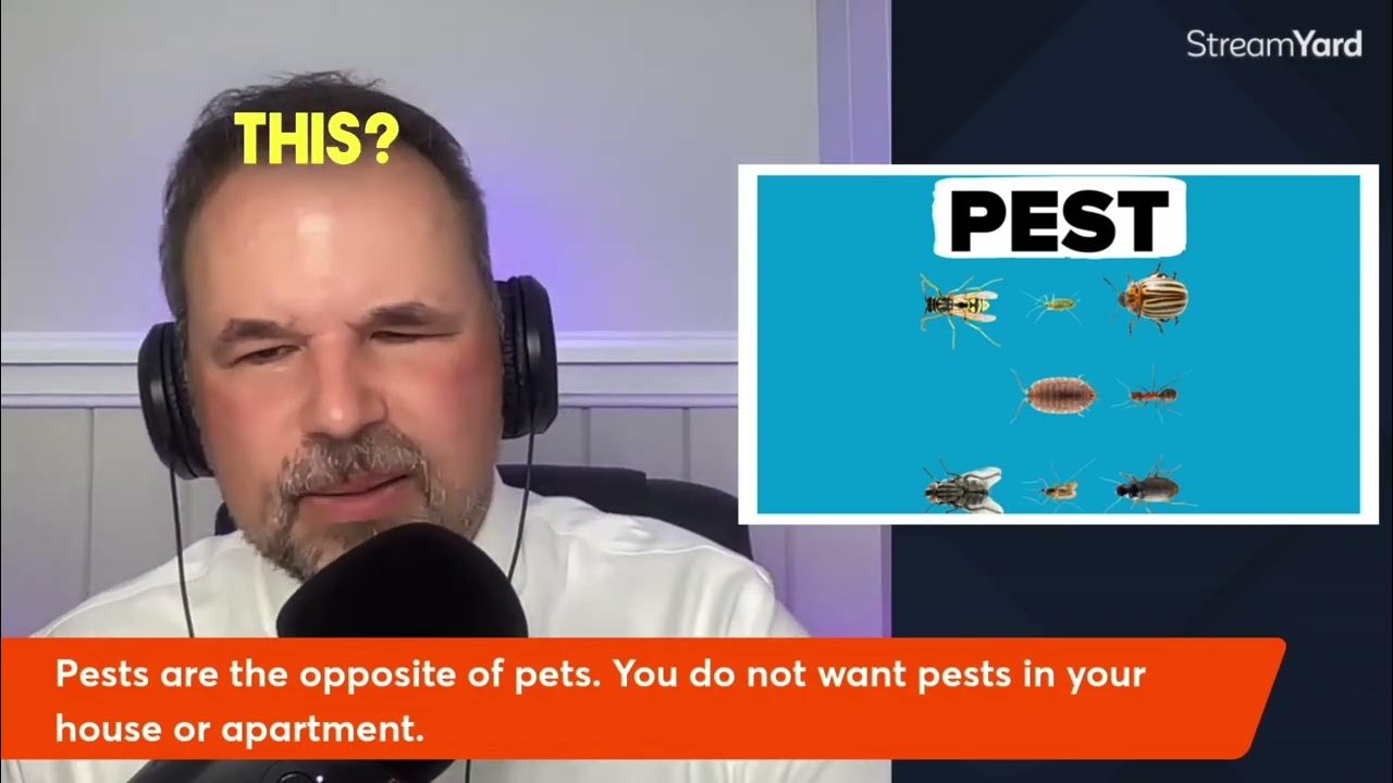What is the Difference Between Pets and Pests? YouTube