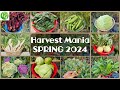 Spring harvest mania 2024 bountiful garden bonanza