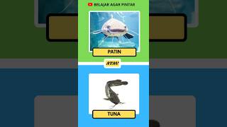 siapa yang punya kumis lebih panjang #short #belajaragarpintar #quiz #ikan