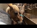 17 Horses Rescued!