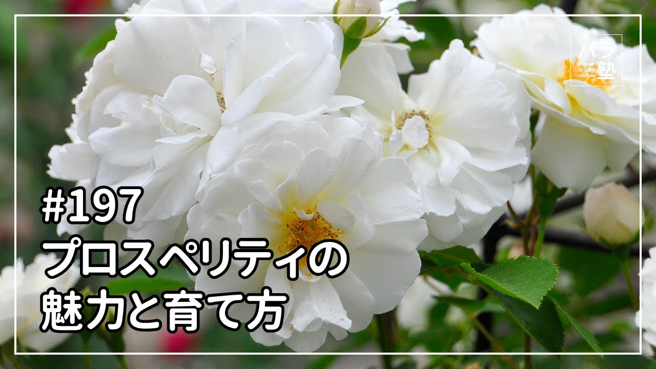 197 The charm and cultivation of Prosperity - YouTube