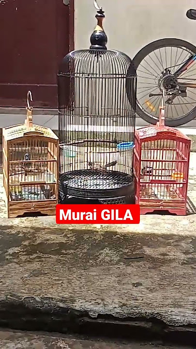 Murai Gila/sikatan kipas/kupasan.#viral #shortvideo